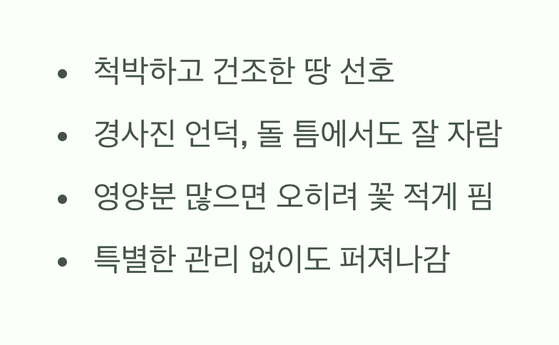 척박한 땅을 사랑하는 강인한 생명력