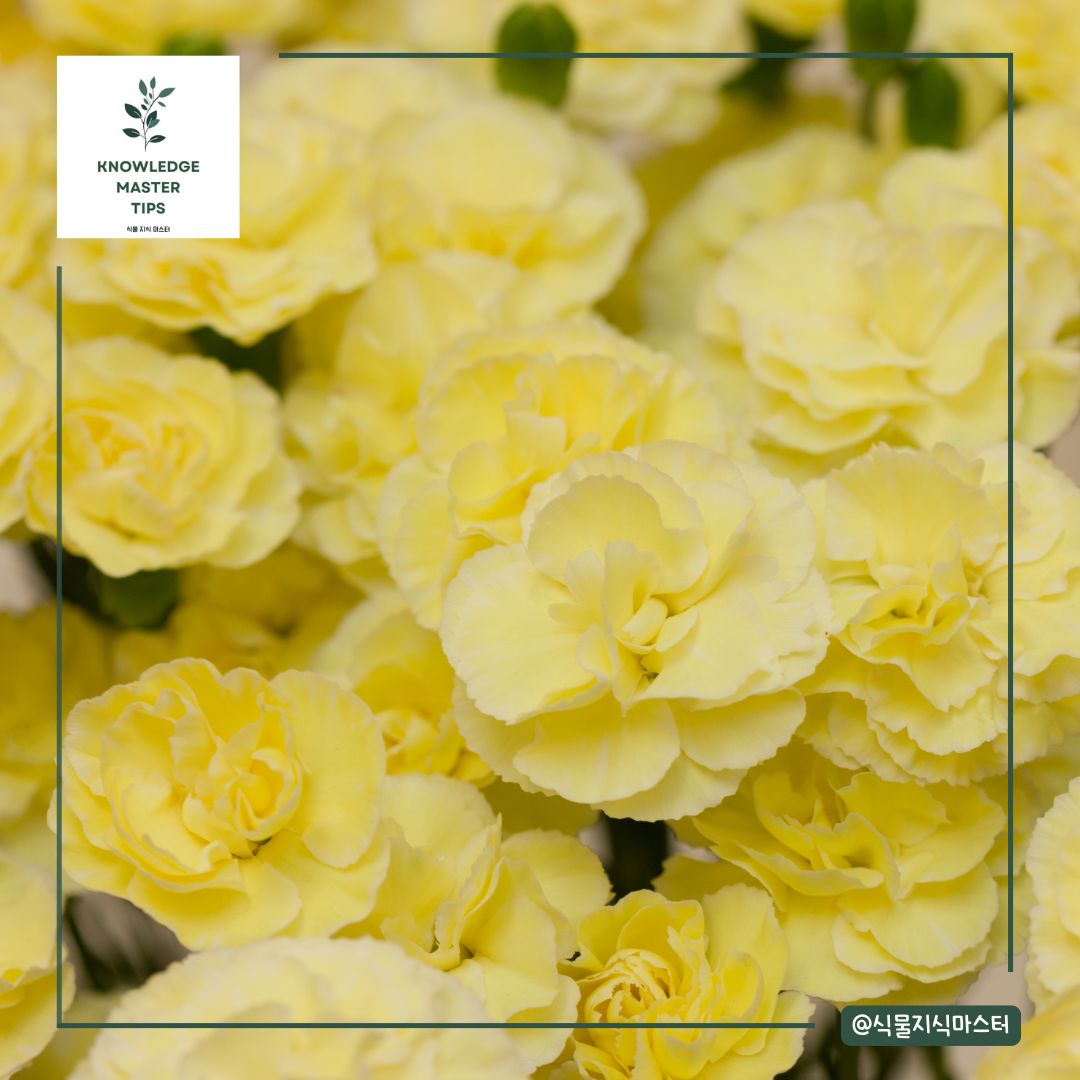 노란 카네이션 꽃말