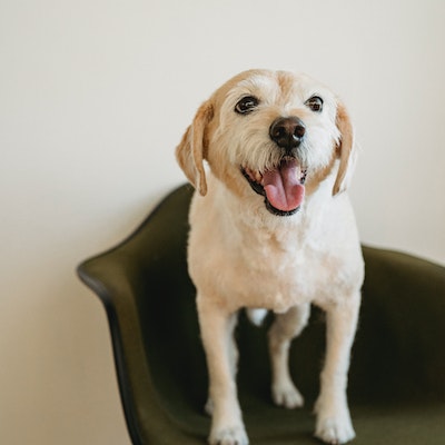 강아지 봄철 건강관리