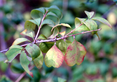 미선나무 개화 시기와 기후 변화의 영향