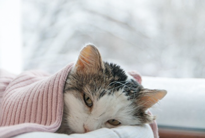 이불 속에서 축 늘어진 고양이.