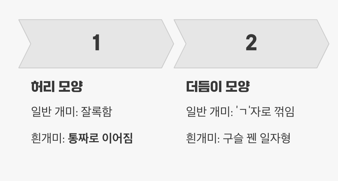 개미인 줄 알았는데... (결정적 차이점)