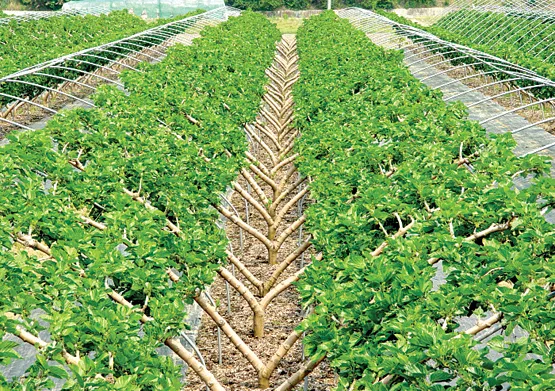 오디 재배 뽕나무 전정 수확 시기 저장 요령_5