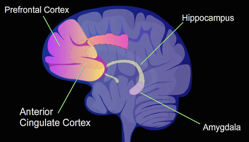디지털 중독과 뇌 과학