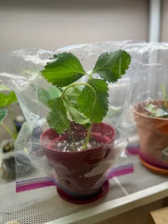 딸기 키우기 물주기 수경재배 비료관리 햇빛배치 실내 재배 팁_3