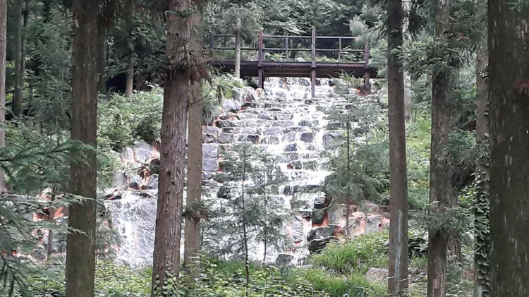 장흥 우드랜드 편백숲