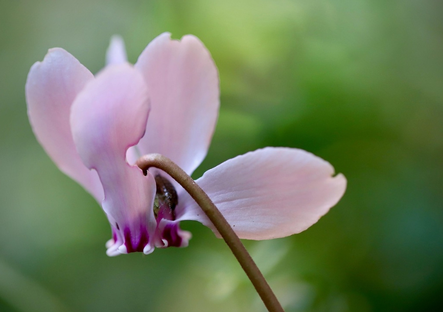겨울 꽃 시클라멘