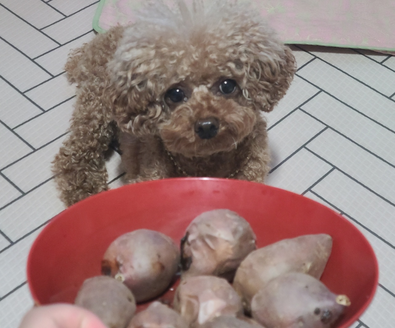 강아지 고구마
