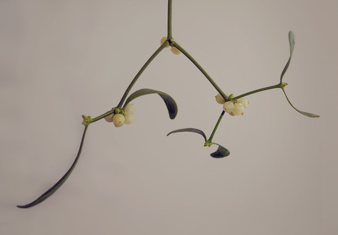 Mistletoe