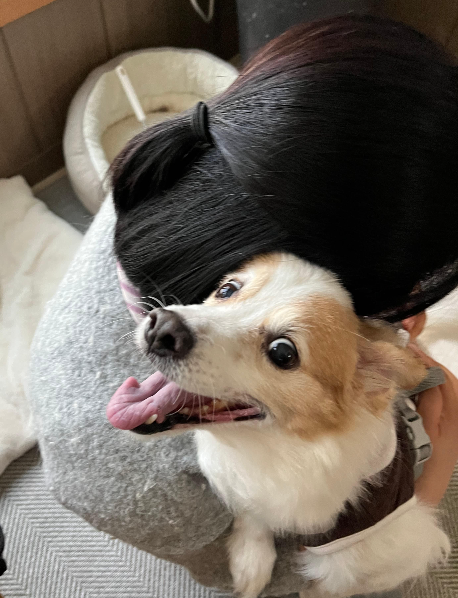 노령견의 맞춤형 사료 추천