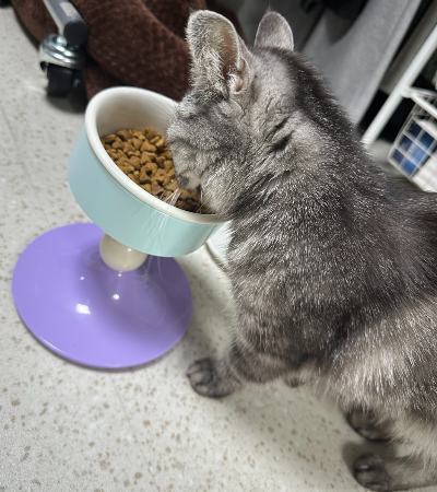 높이 조절 식기에서 건사료를 먹고 있는 회색 고양이 별찌의 모습