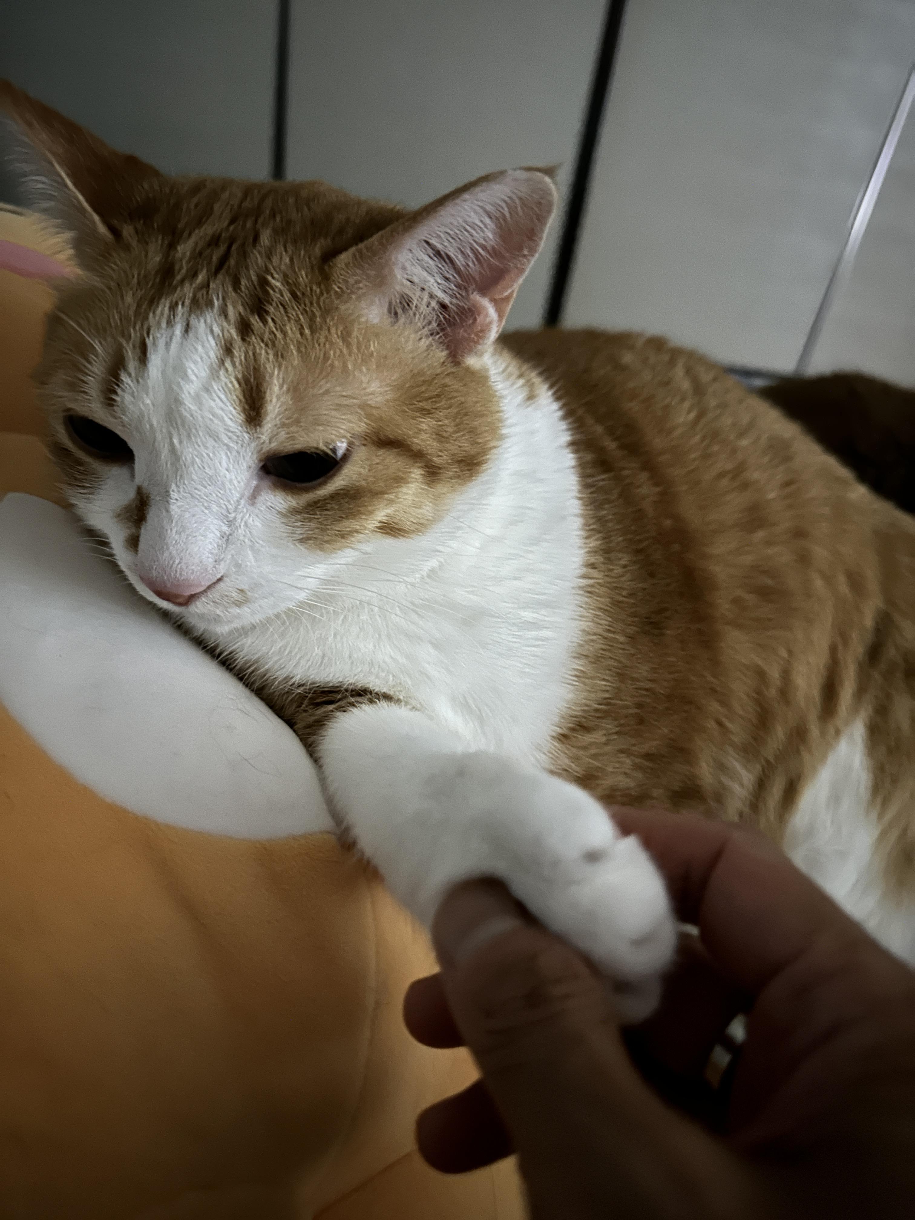 치즈냥이_호야_앞발_잡고_악수하기_1