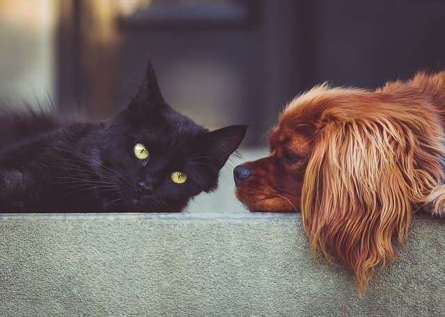 canine atopic dermatitis