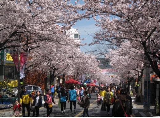 통영 벚꽃 축제 2025 봉숫골 꽃나들이