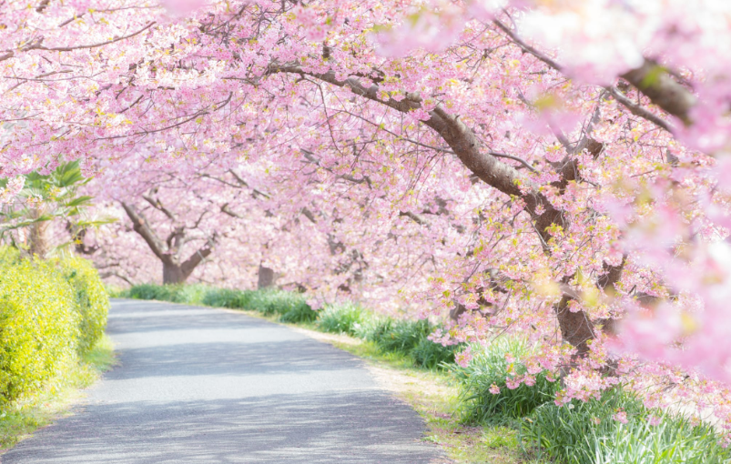 가와즈벚꽃축제-이미지출처- 일본정부관광국
