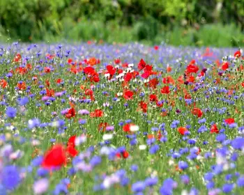 원주 용수골 꽃양귀비 축제_18