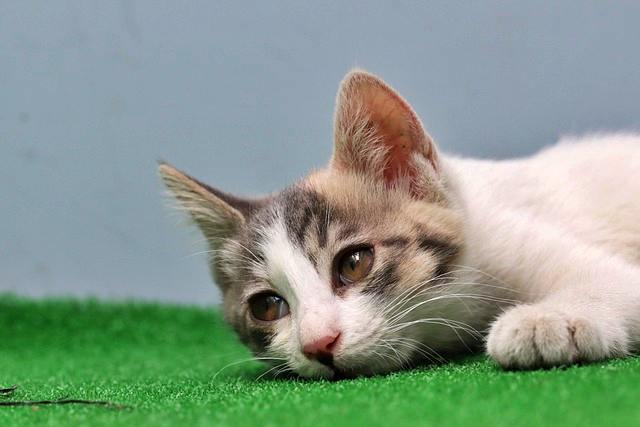 반려동물 등록과 비용, 자진신고로 과태료 피하기, 외장칩과 내장칩의 차이