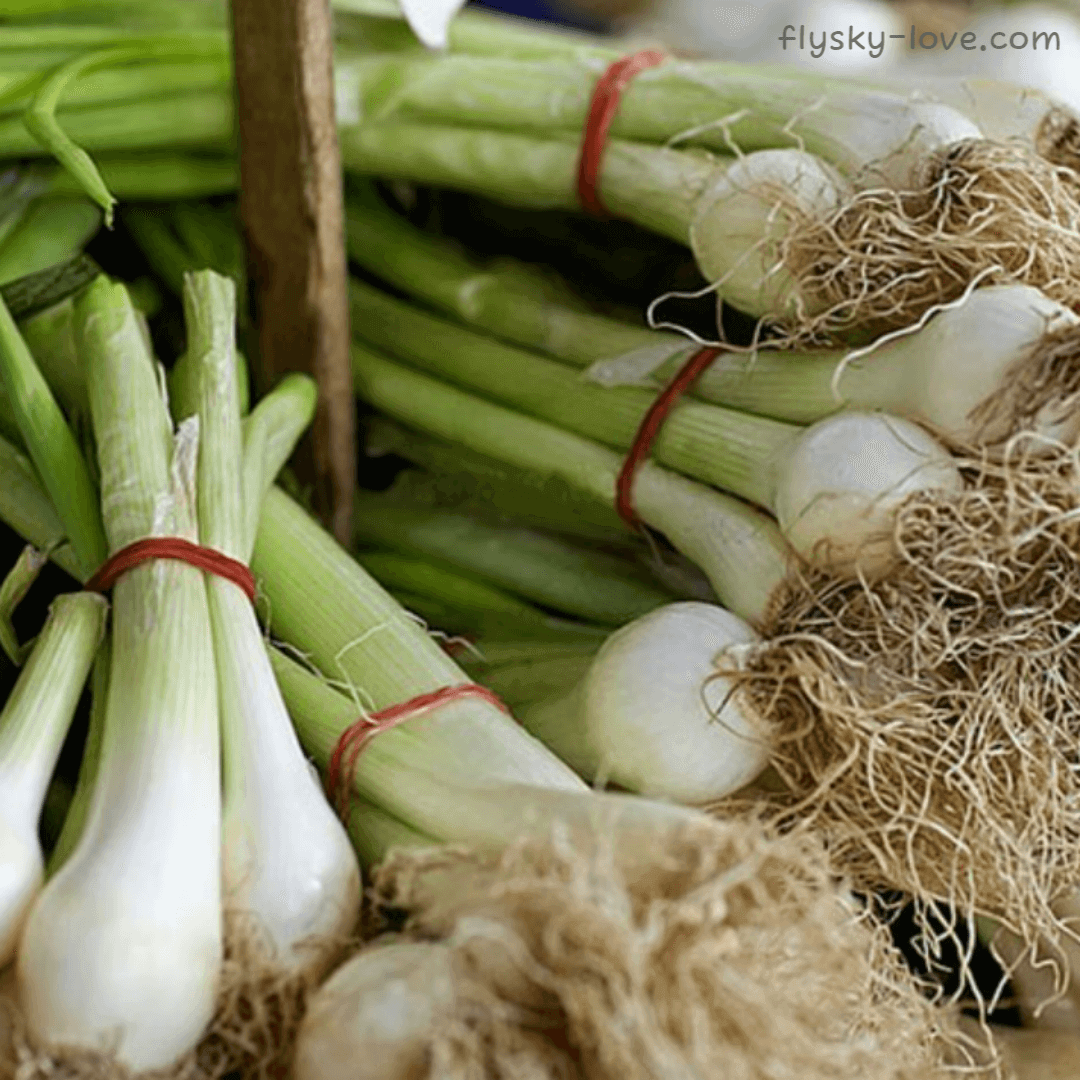 골파 (chive)