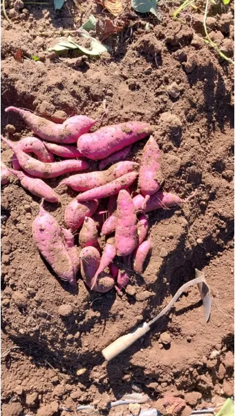 중부지방 고구마 수확시기 핵심 체크_9