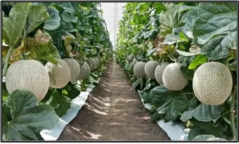 멜론 재배 수정 관리 당도 올리기 비가림 요령_10