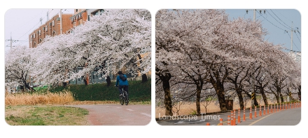 광주 대인예술시장 근처 벚꽃길