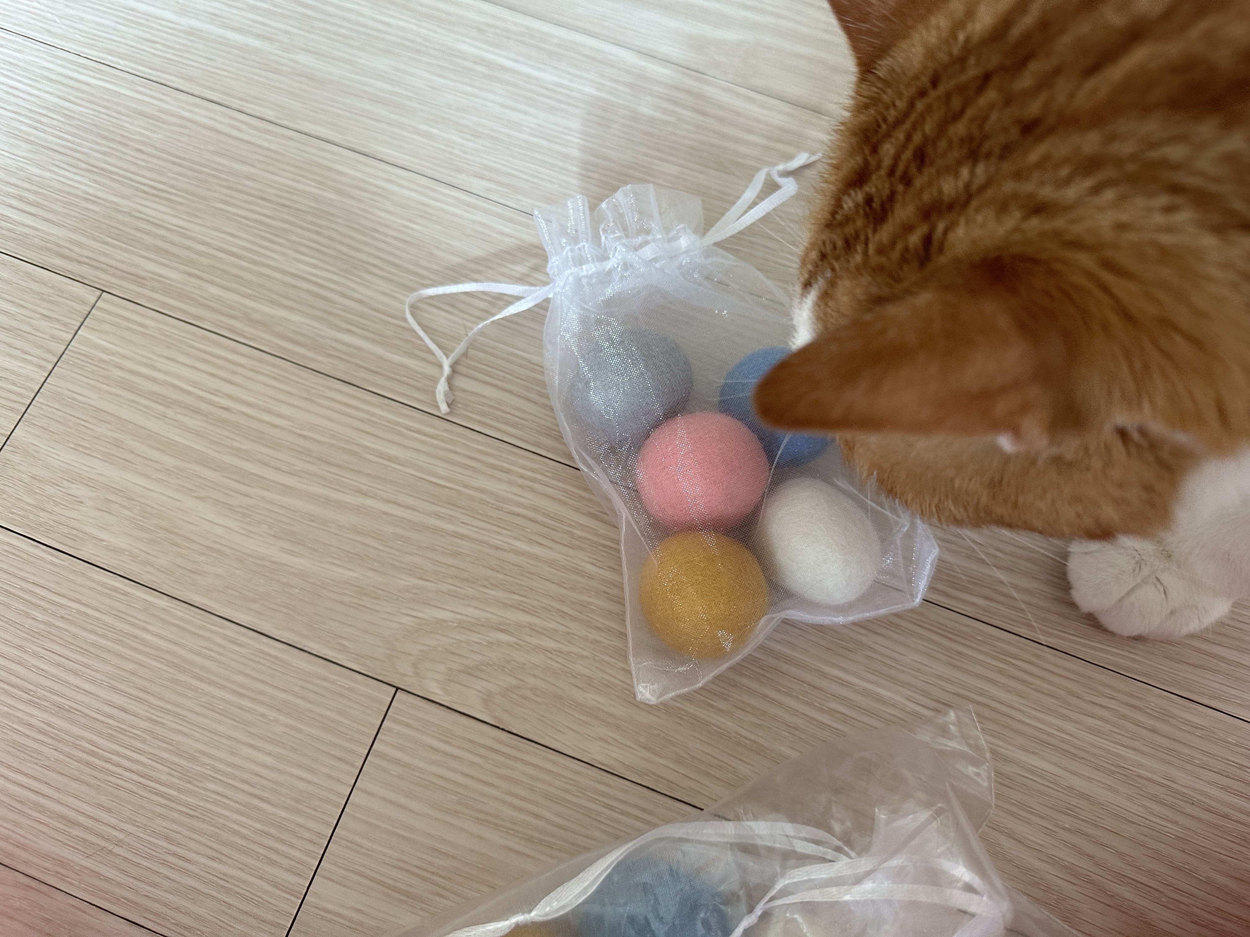 캣닢쿠션에 대한 아홉냥이들의 반응 (feat.이날의 MVP도 역시 두리)