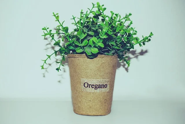화분속 오레가노