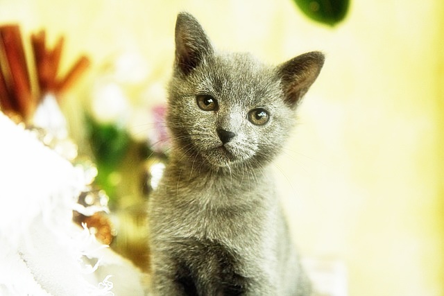 반려동물 등록제