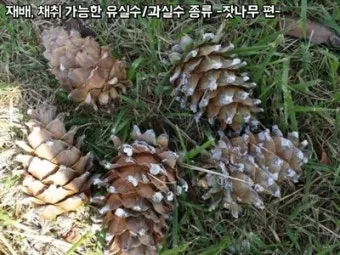 잣 재배 암수 구분 수분 수정 송이 관리_31