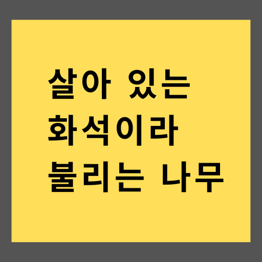 살아 있는 화석이라 불리는 나무