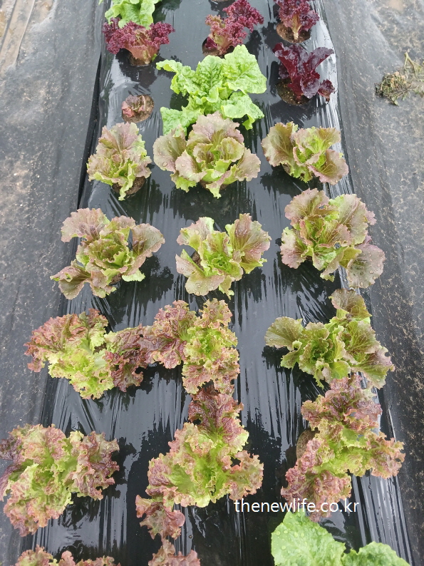 Mixed lettuce types growing in rows – good for cardiovascular support-다양한 상추가 줄지어 자란 밭 – 심혈관 건강에 좋은 상추