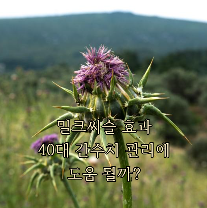 밀크씨슬 효과, 40대 간수치 관리에 도움 될까?