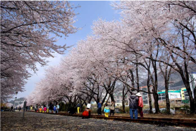 진해 군항제 벚꽃 개화