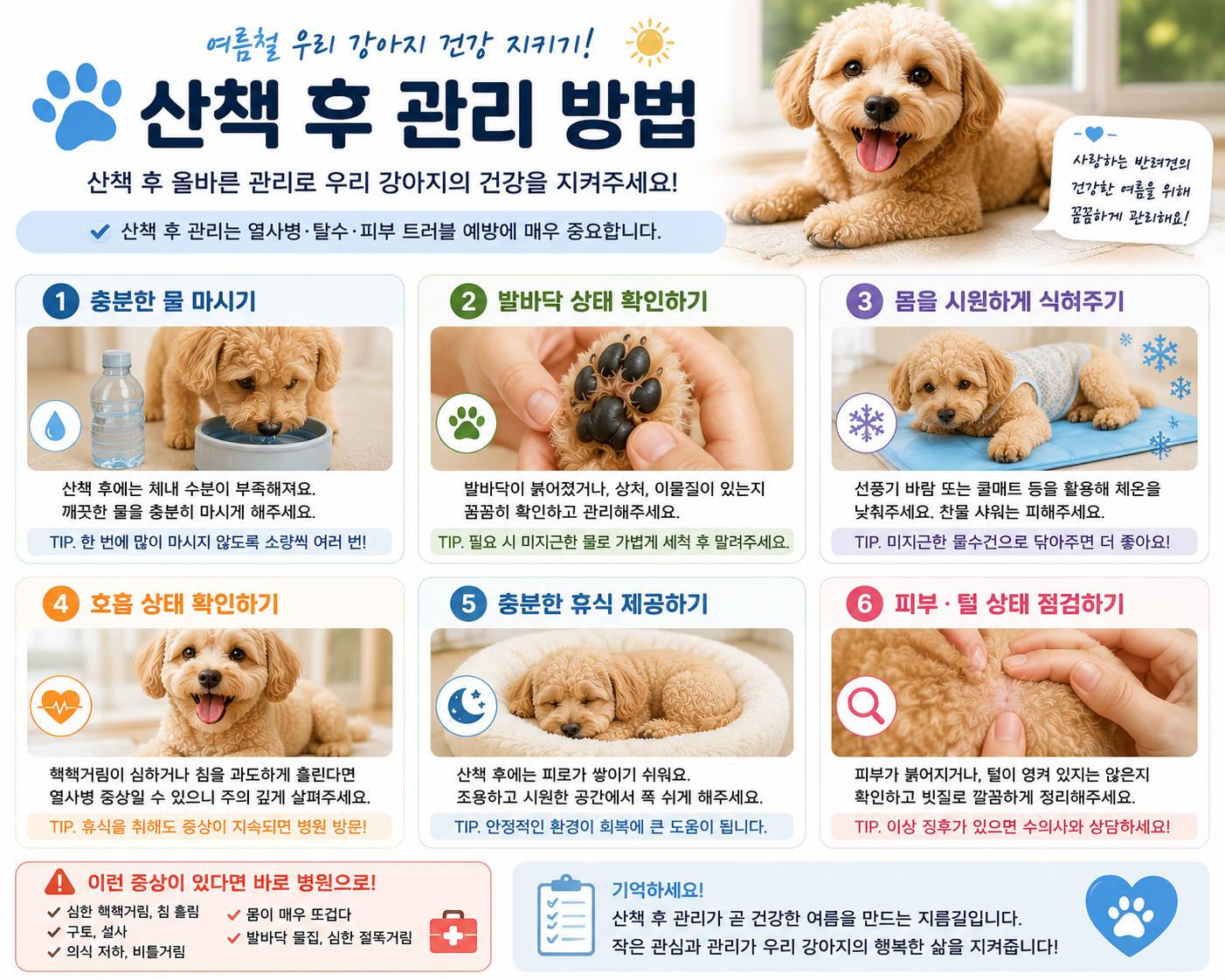 강아지 여름 산책 후 관리 방법 이미지