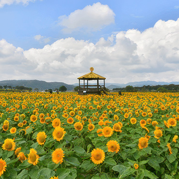 장성 황룡강 꽃길 축제