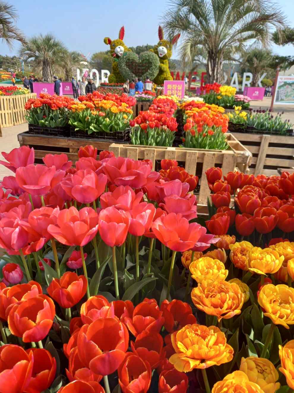 태산 튤립축제