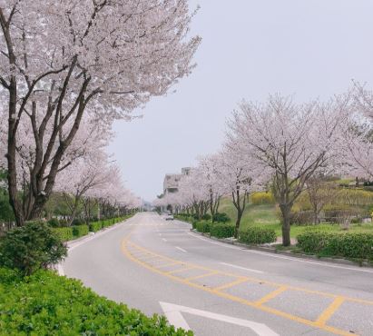 안성 벚꽃