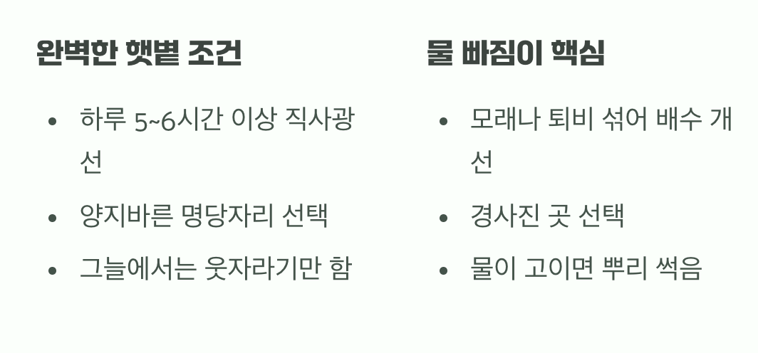 햇살은 듬뿍, 발은 뽀송하게