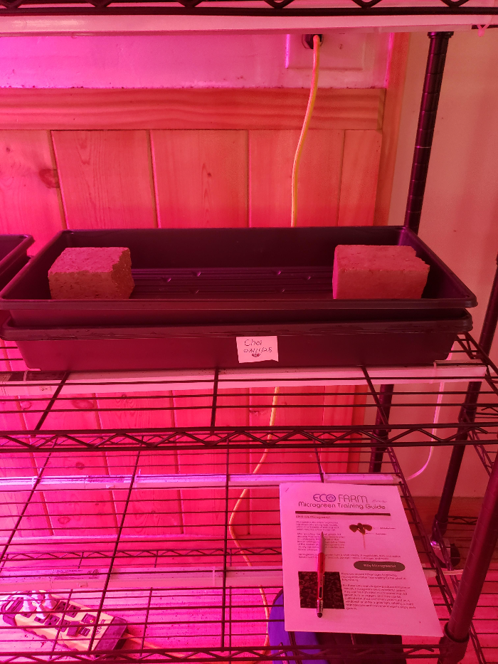 Spicy Mix 마이크로 그린이 자라는 모습