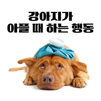 강아지 아플 때 증상 10가지 주의해야 할 건강 신호_15