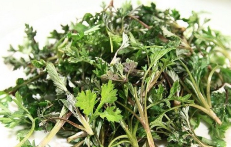 인진쑥 효능 부작용