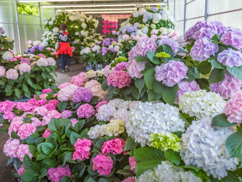 카멜리아힐