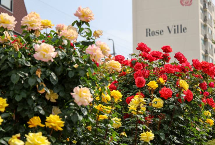 부천 백만송이 장미축제 2025