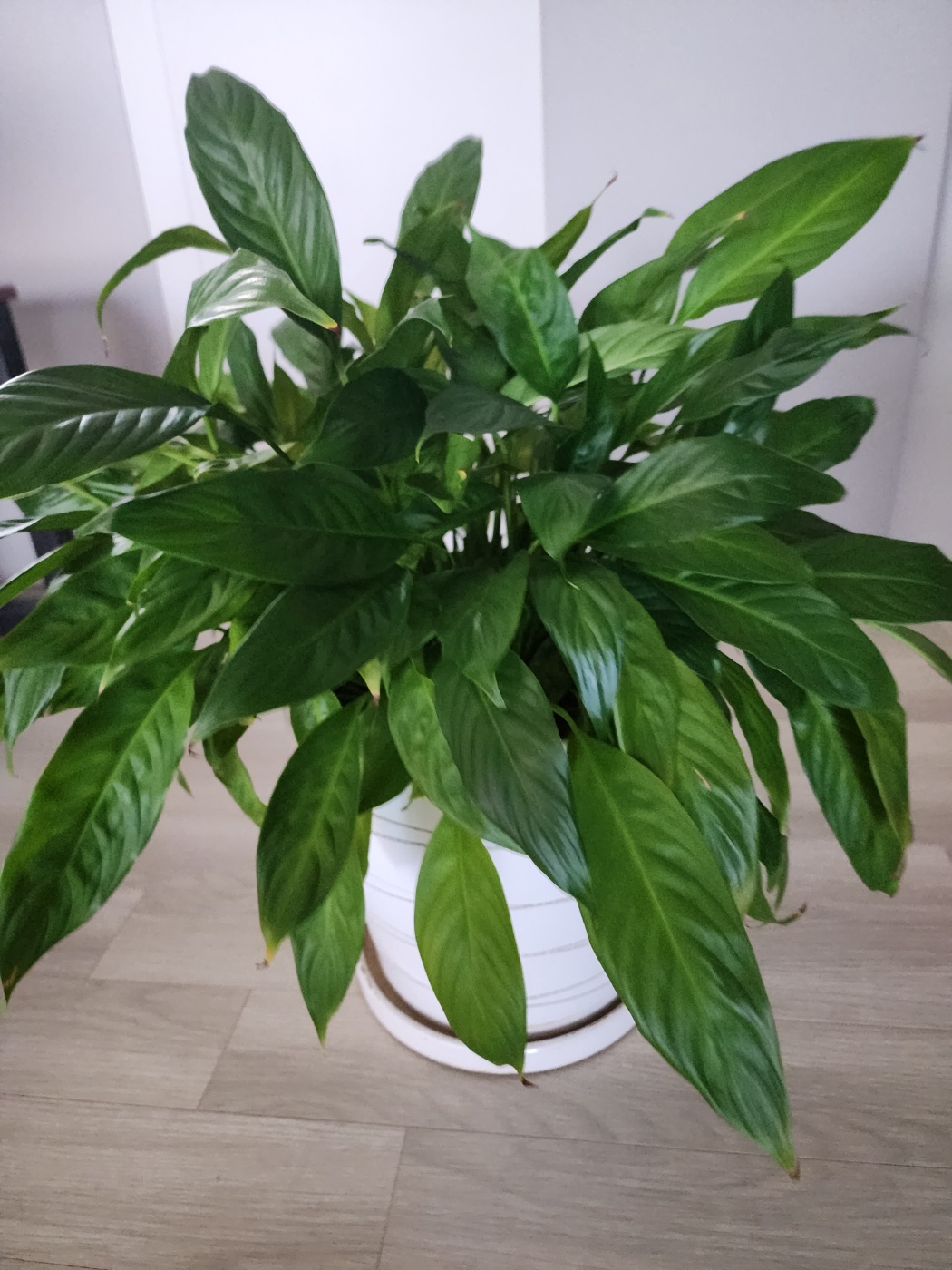 톡토기가 발견된 스파티필름