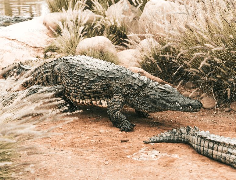 악어 꿈해몽 풀이