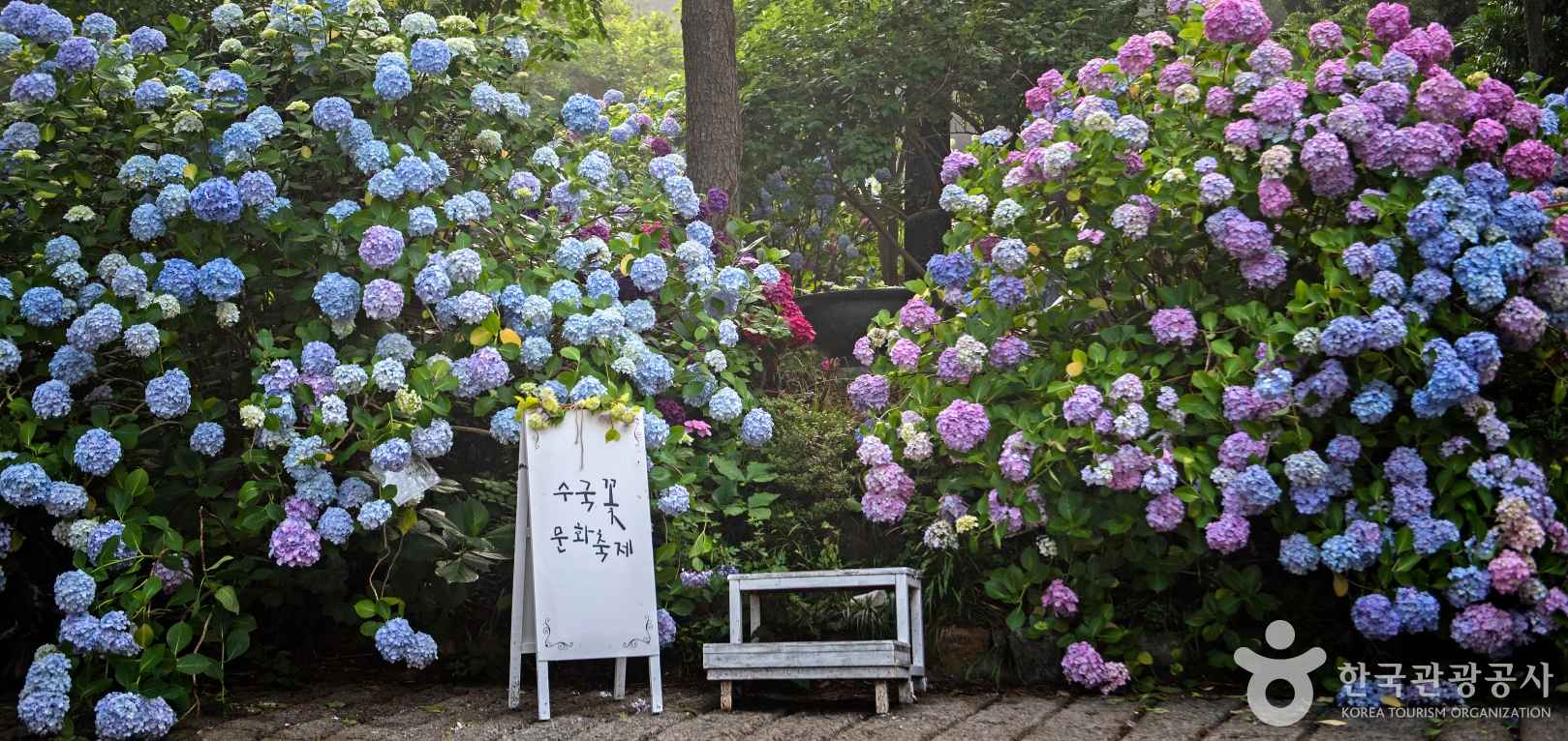 hydrangea-festival-busan