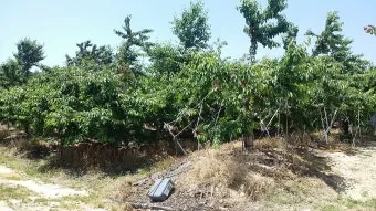 체리나무 재배법 건강한 과일 나무 키우기_18