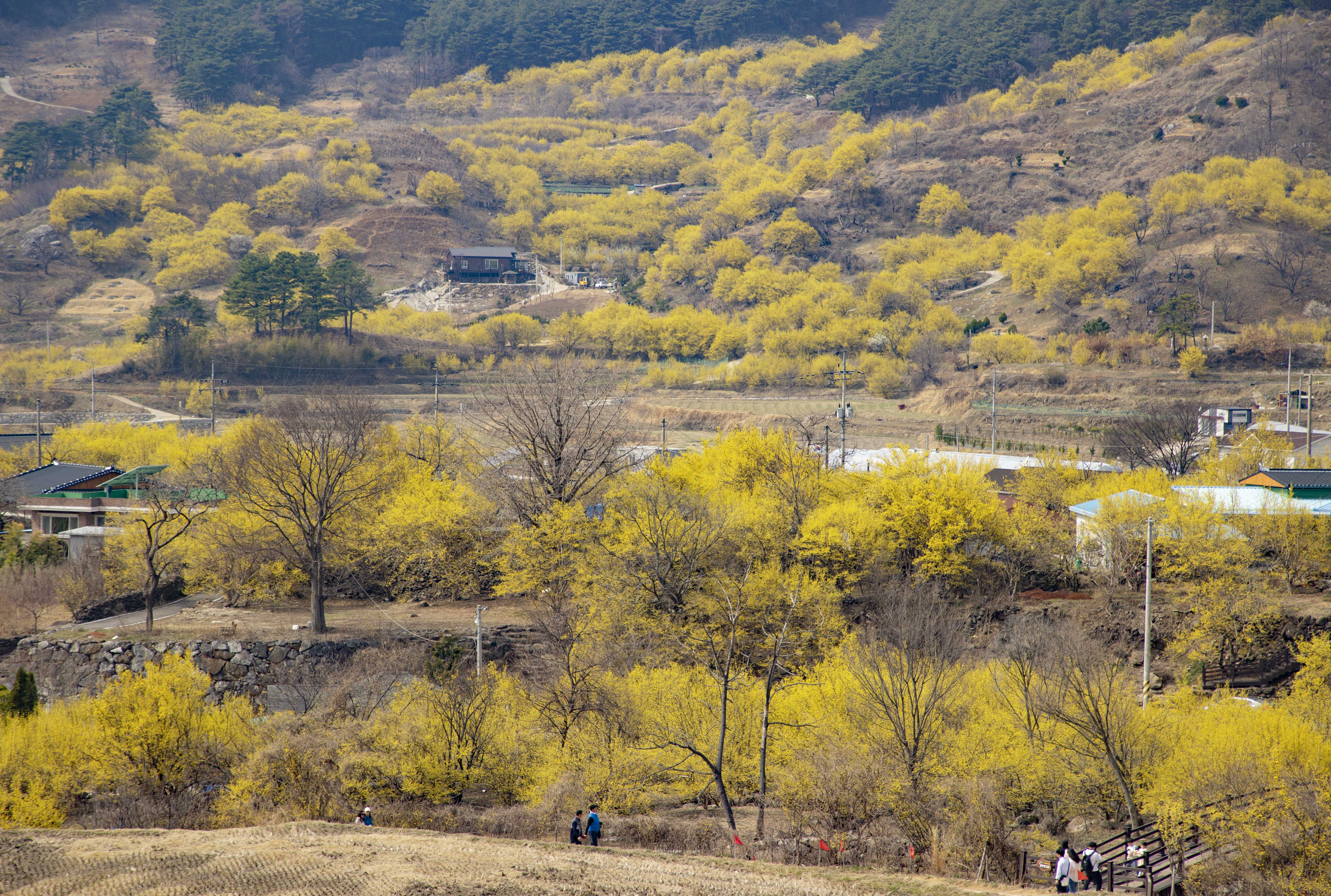 구례 산수유마을