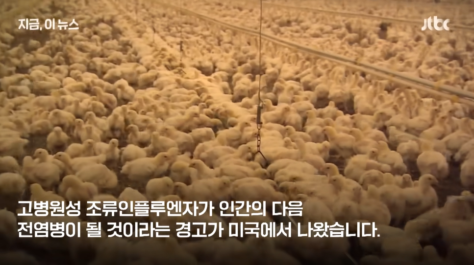 조류독감 인간 전염성과 증상, 백신 개발 현황