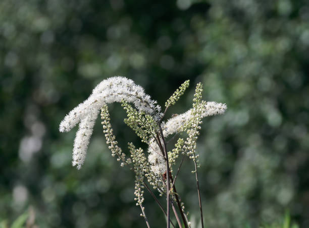 블랙 코호시(Black Cohosh) 효능